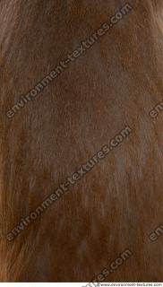 monkey skin fur  0012